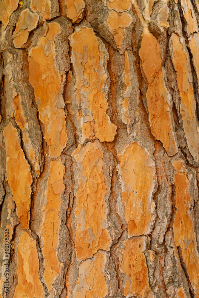 Texture of pine bark of orange tone, closeup, vertical orientation Texture of pine bark of orange tone, closeup, vertical orientation