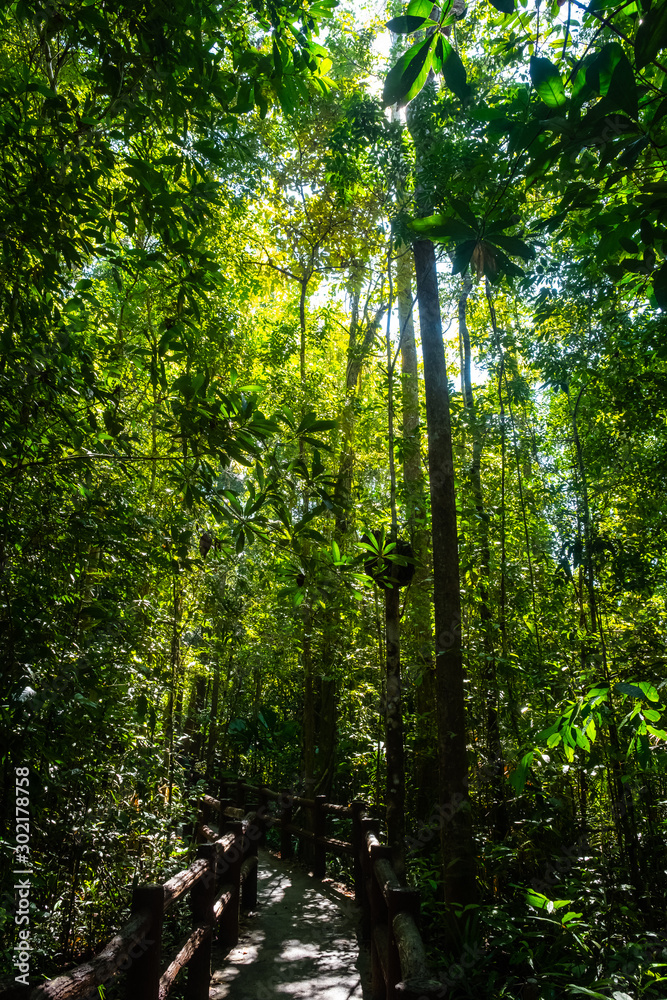 Obraz premium Mangrove forest in Krabi province of Thailand