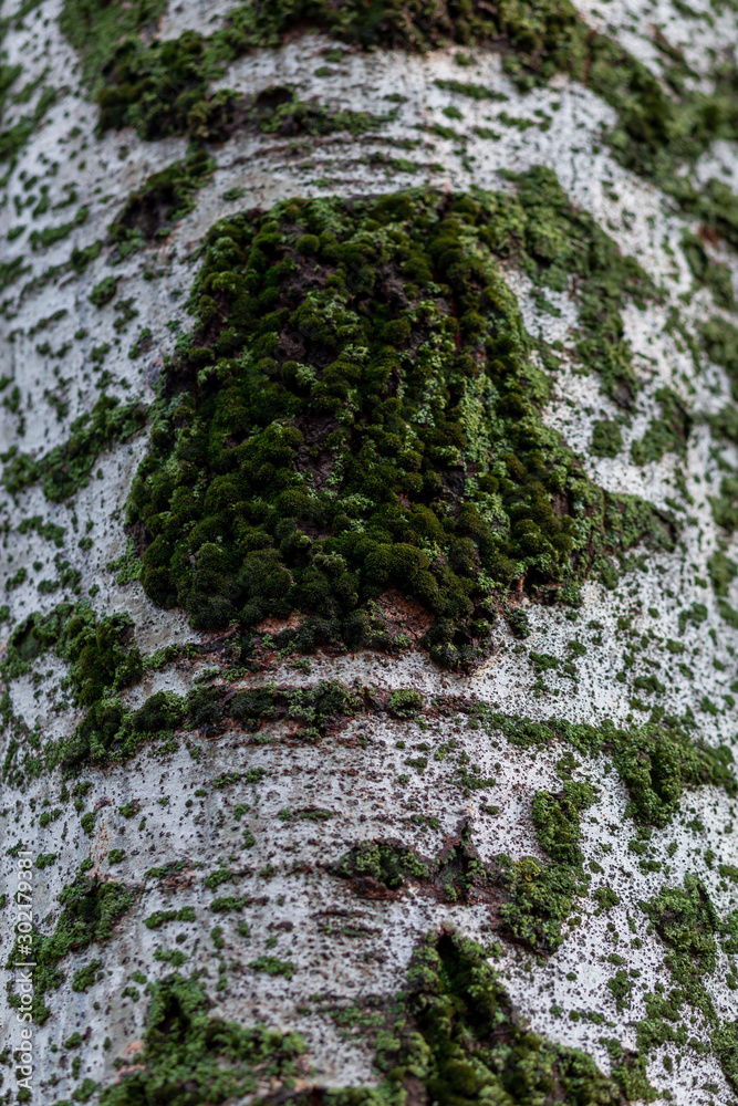 Green moss cover on tree bark background. Close-up moss texture on tree surface, natural pattern. Green moss cover on tree bark background. Close-up moss texture on tree surface, natural pattern.