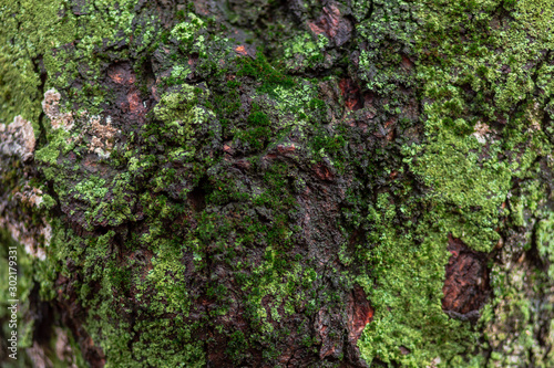 Green moss cover on tree bark background. Close-up moss texture on tree surface, natural pattern.