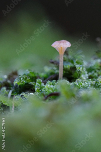 Mushrooms or Fungi in forrest autumn nature 