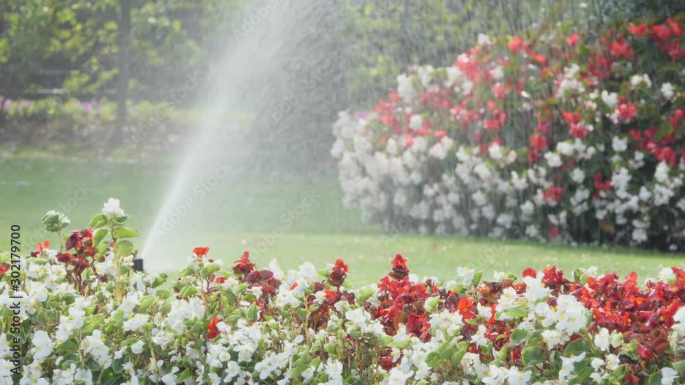 irrigation system of the lawn and roses in the park