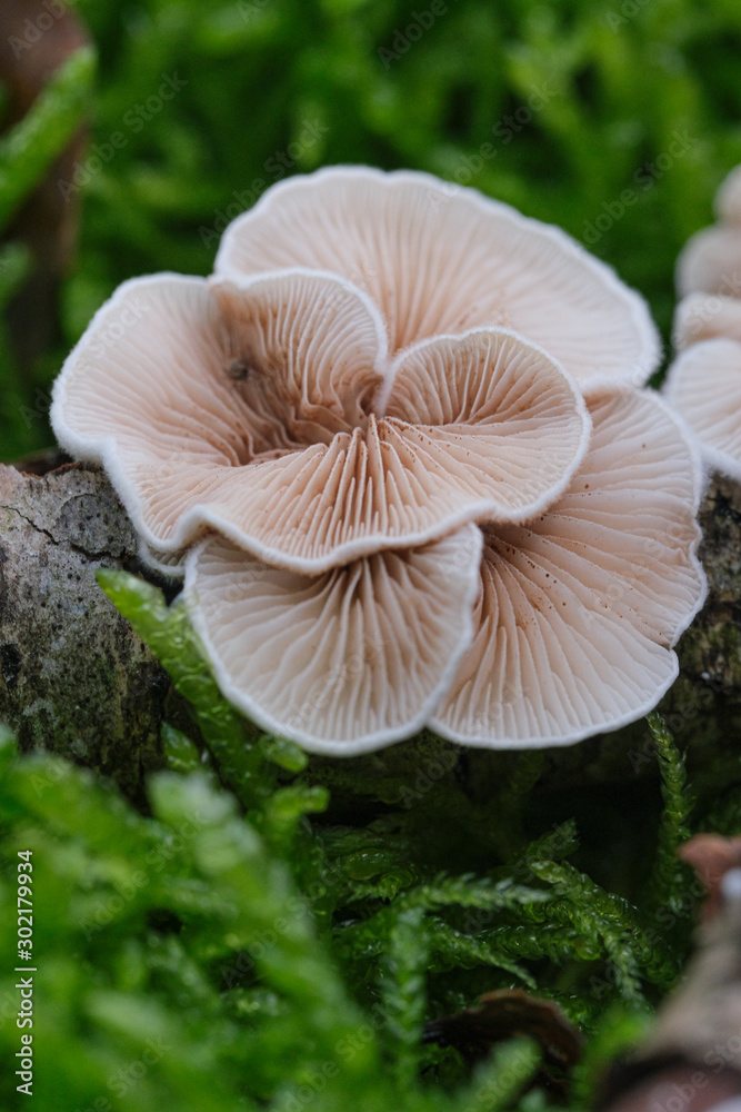 Mushrooms or Fungi in forrest autumn nature Mushrooms or Fungi in forrest autumn nature