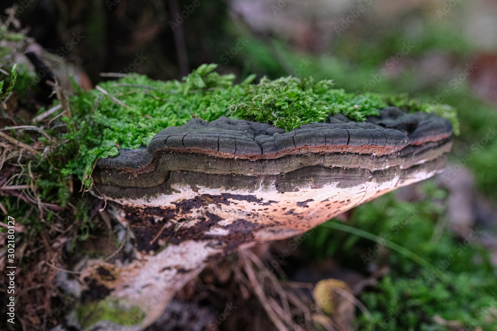 Naklejka premium Mushrooms or Fungi in forrest autumn nature 