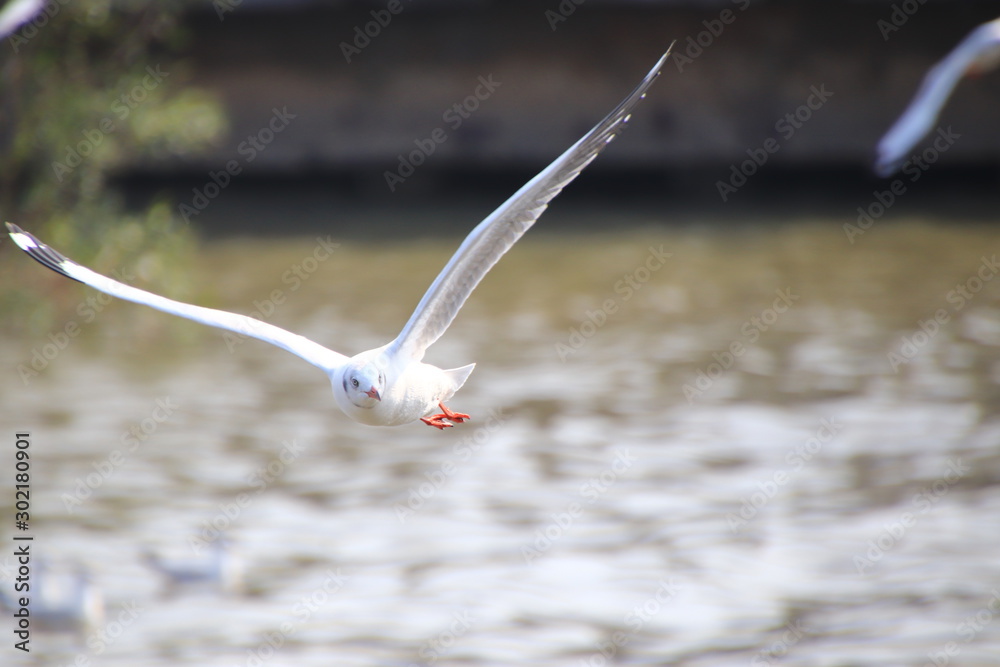 Seagull spread its wings beautifully and flying over water at bangpoo,Thailand Seagull spread its wings beautifully and flying over water at bangpoo,Thailand