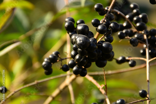 Black berries on the branches of a bush with green leaves. The magic of autumn.