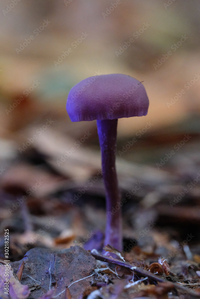 Mushrooms or Fungi in forrest autumn nature Mushrooms or Fungi in forrest autumn nature