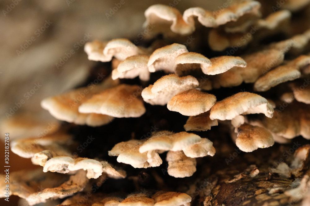Mushrooms or Fungi in forrest autumn nature Mushrooms or Fungi in forrest autumn nature