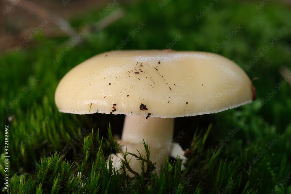 Mushrooms or Fungi in forrest autumn nature Mushrooms or Fungi in forrest autumn nature