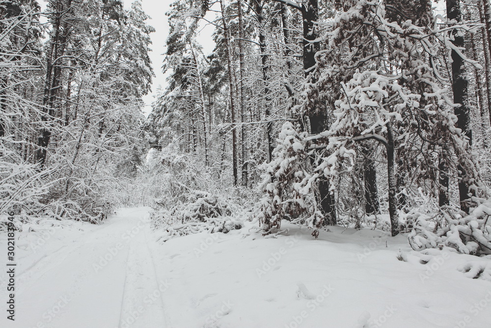 Fototapeta premium winter forest in the snow