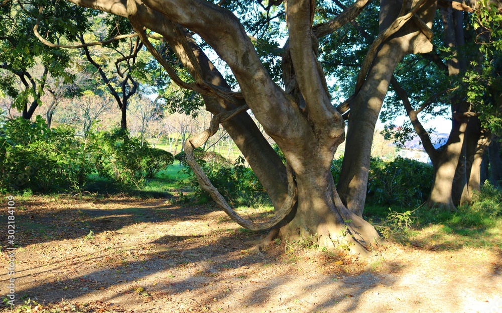 風景 古木 くねくね 秋 風景 古木 くねくね 秋