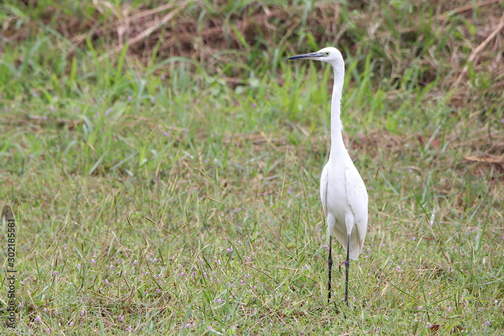 Naklejka premium Egret