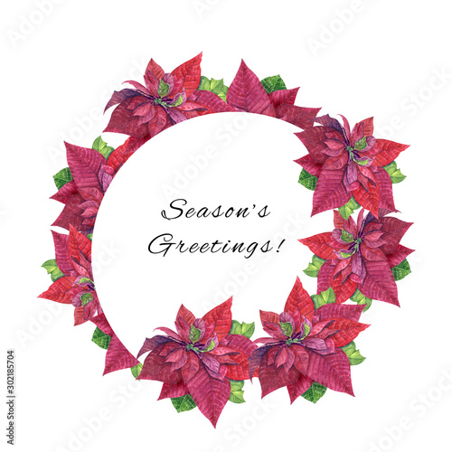 Watercolor Christmas wreath with poinsettia floral decor. Hand painted traditional flower and p fir branch isolated on white background. Holiday print - Illustration