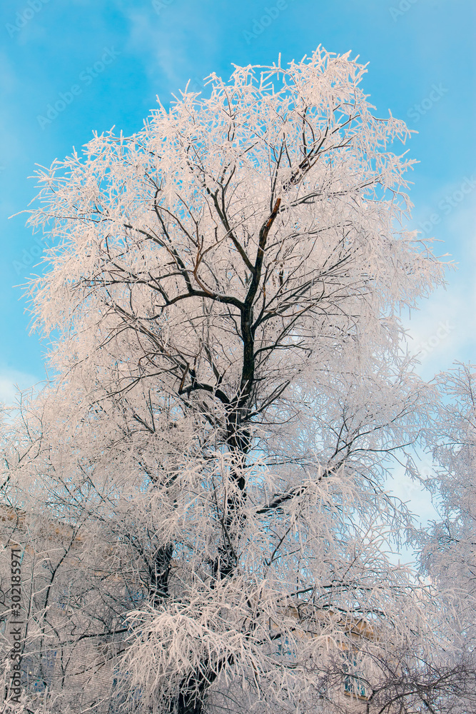 Snow covered tree in winter. Branches covered by white frost. .. Snow covered tree in winter. Branches covered by white frost. ..