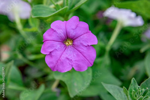 Purple flower in the garden