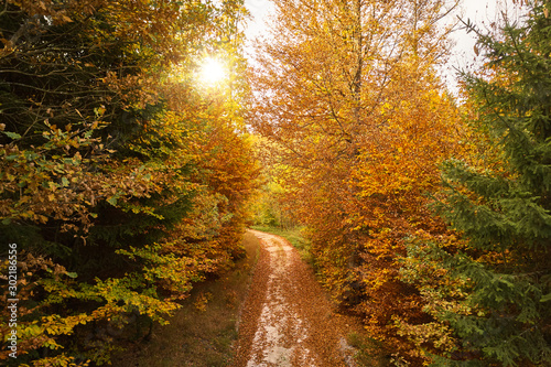 Autumnal colorful forest with path