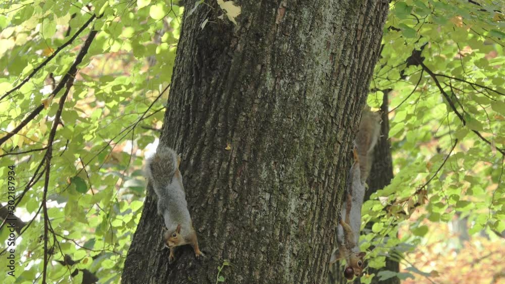 two small tender gray squirrels hanging from a tree rest and eat acorns upside down two small tender gray squirrels hanging from a tree rest and eat acorns upside down