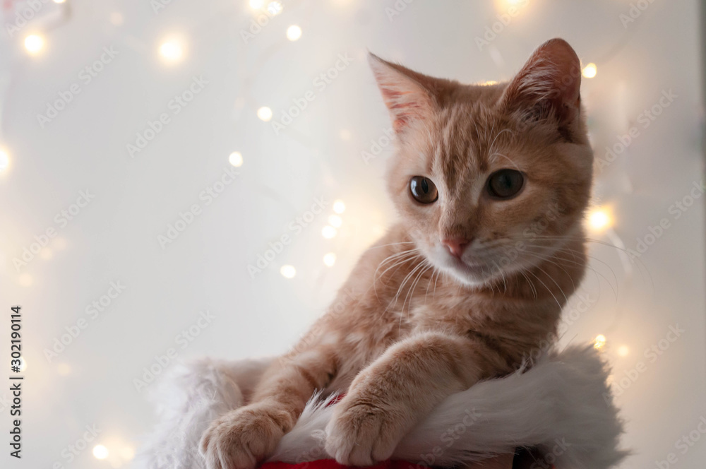 selective focus of cute red ginger tabby cat looking away in fluffy santa hat in front of christmas lights at home