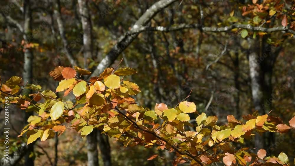 The forest in autumn: tree branch with yellow leaves The forest in autumn: tree branch with yellow leaves