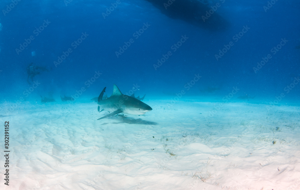 Fototapeta premium Bull shark at the Bahamas