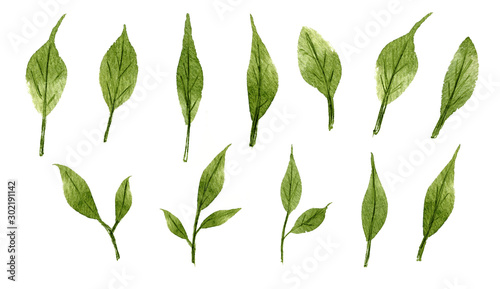 Set botanic elements - branches. illustration isolated on white background, eucalyptus, exotic, tropical plants