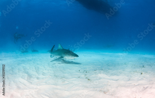 Bull shark at the Bahamas