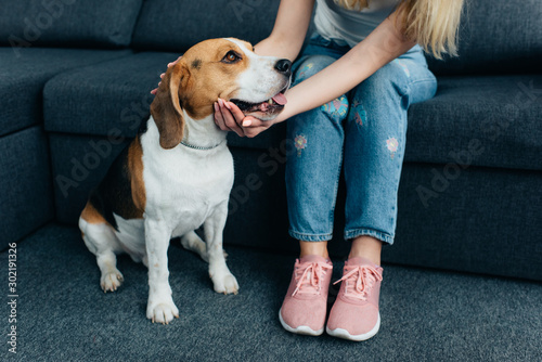 partial view of young woman sitting on couch and stroking beagle dog
