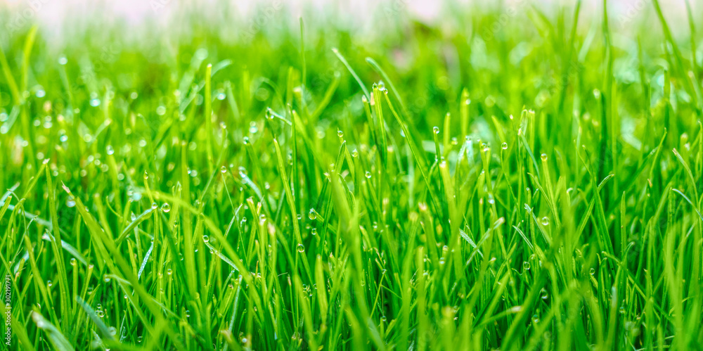 Green grass in drops of dew