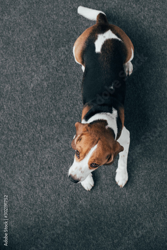 top view of adorable beagle dog lying on floor