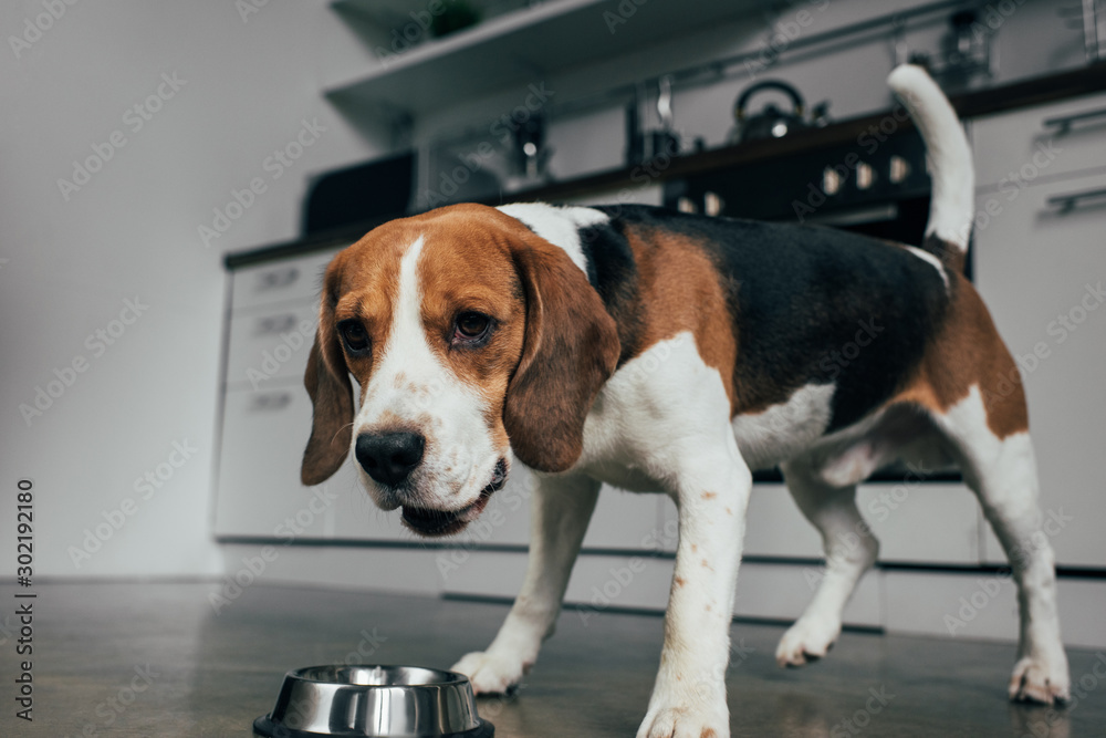 adorable beagle dog near metal bowl in kitchen