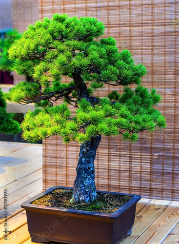 Bonsai tree. Beautiful small pine tree