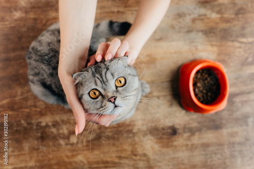Fotografie Cropped view of young woman stroking scottish fold cat