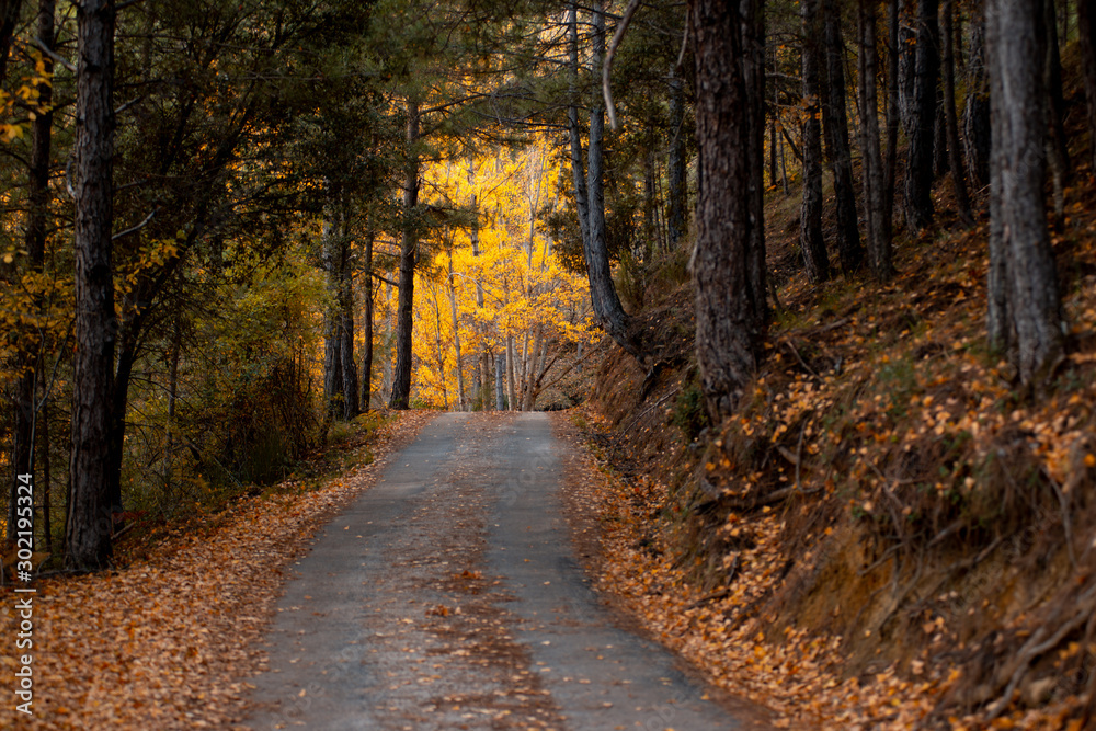 paisaje de carretera en el otoño 