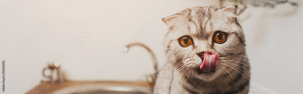 panoramic shot of cute grey scottish fold cat licking nose in kitchen