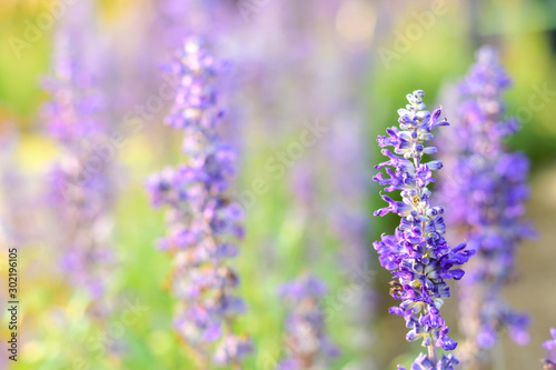 Blue Salvia flower soft background.