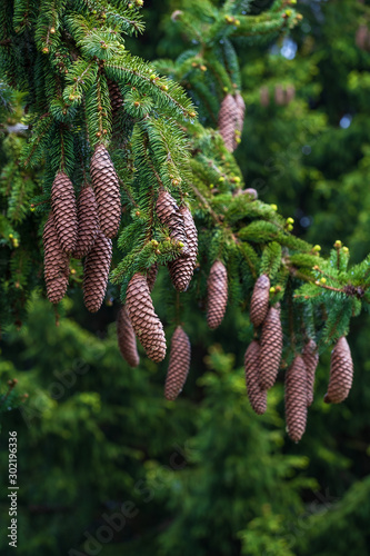 Detailaufnahme von Tannenzapfen an einem Baum