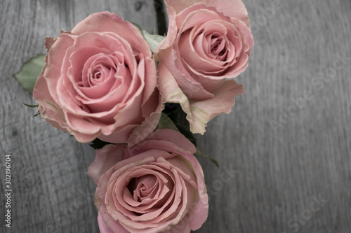 Three pink roses in a rustic background. Roses on a gray wooden background