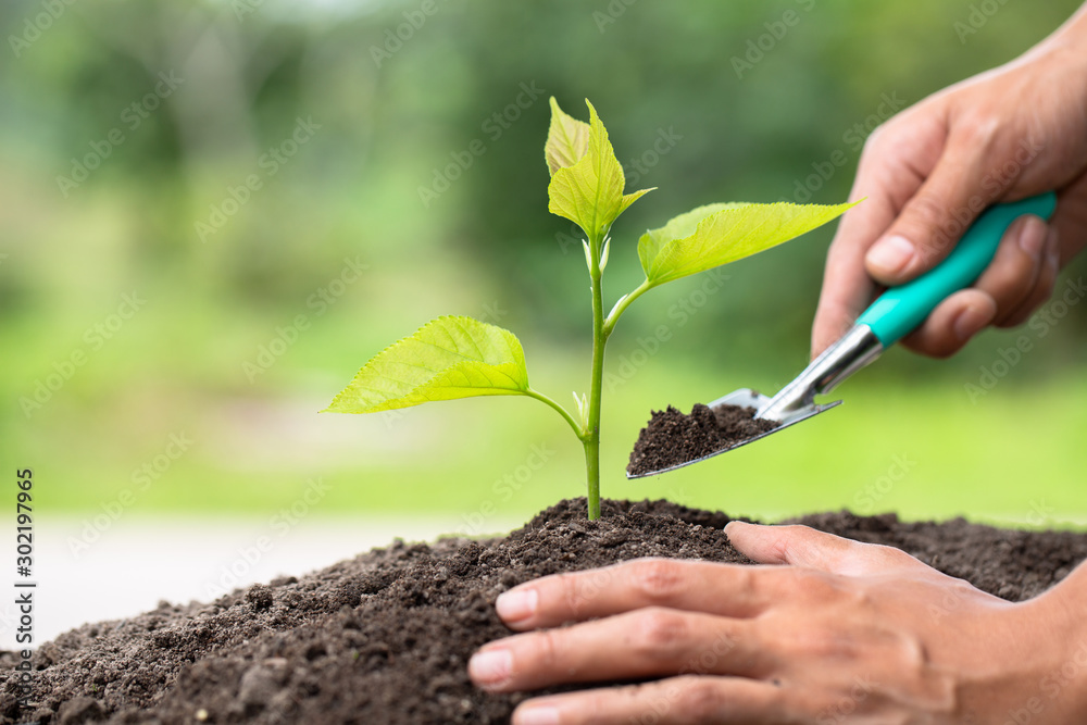 Planting a tree. Closeup hand of the men planting the seedlings into the ground, The idea of