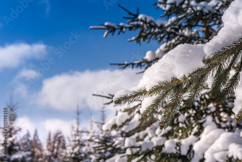 Close-up of live fir tree branch covered by snow