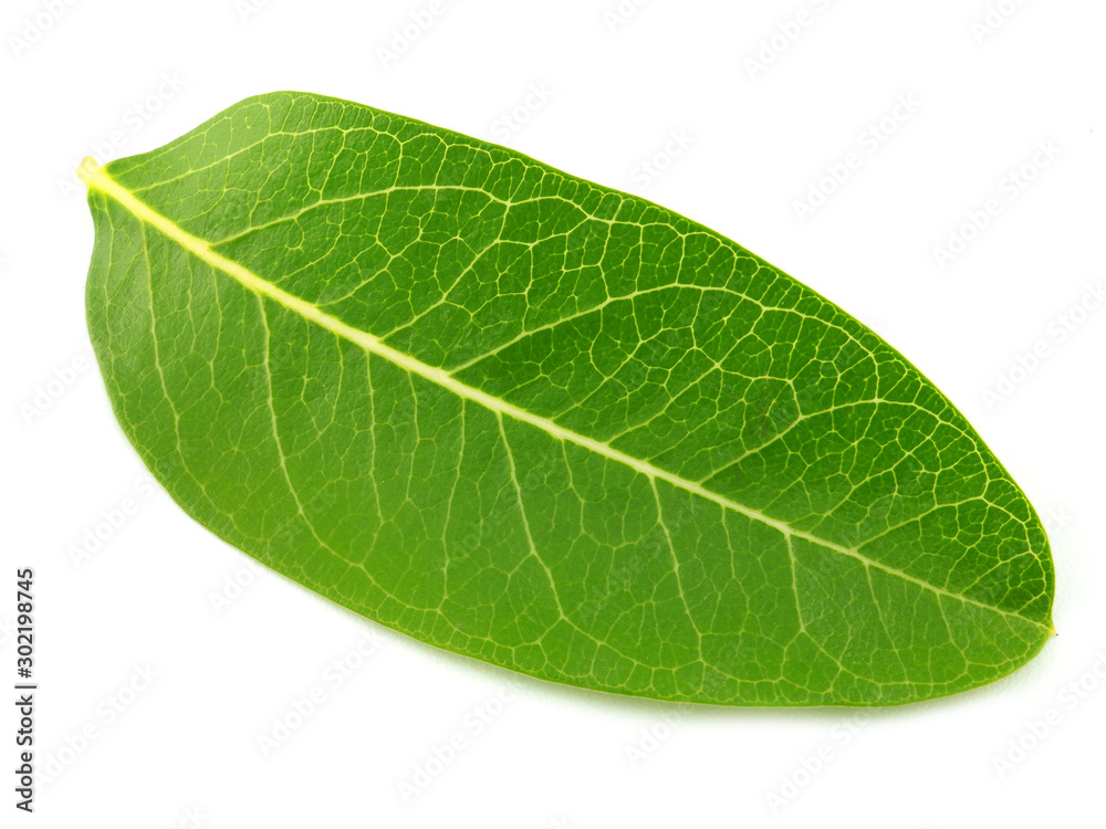 Close up green leaves isolated on white background. Close up green leaves isolated on white background.