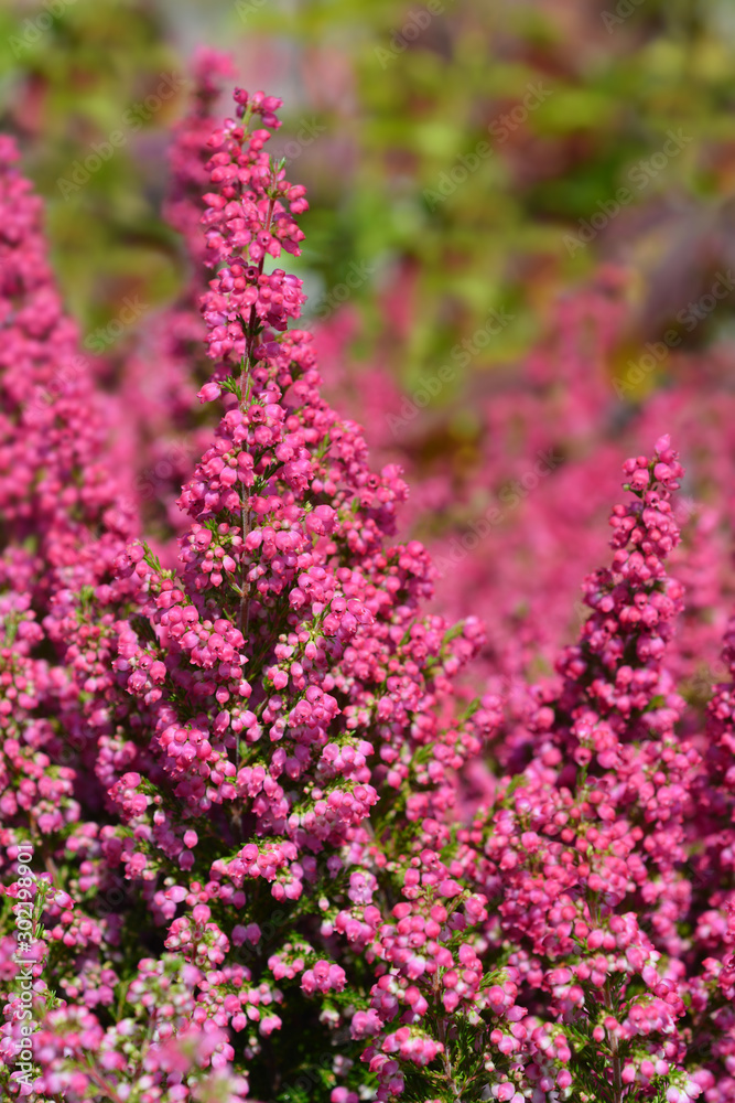 pink bell heather flowers in the garden