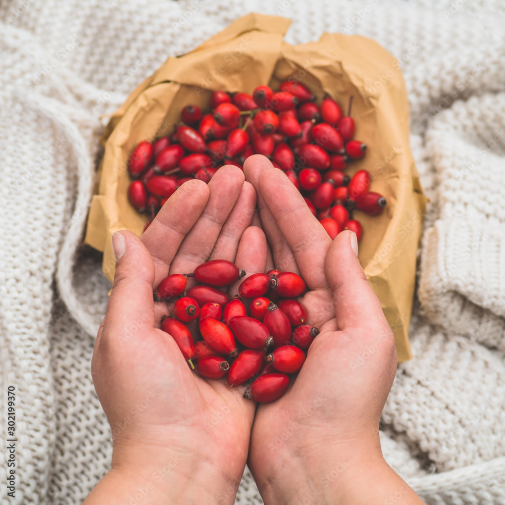 Freshly picked rose hips in the hands of a woman. Rose hip or rosehip, commonly known as the dog rose 