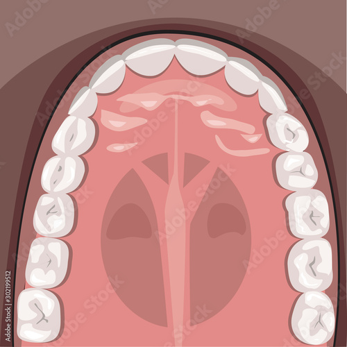 Teeth on the jaw of a person, a anatomical vector illustration with wisdom teeth, molars and incisors for a dentist or orthodontist