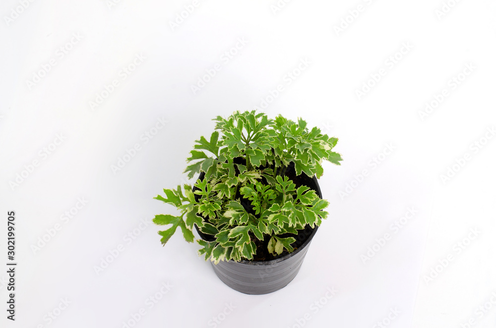 Small ornamental plants in pots on a white background Small ornamental plants in pots on a white background