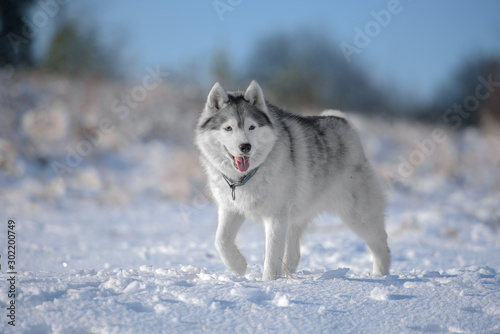 husky in the winter forest