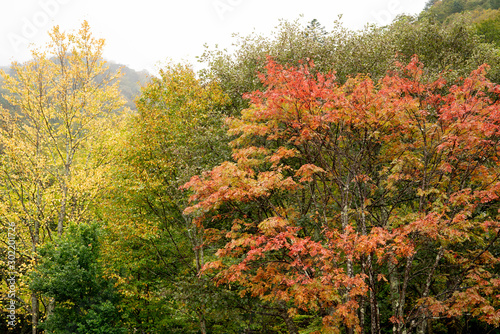 秋の風景 © E-Saishu