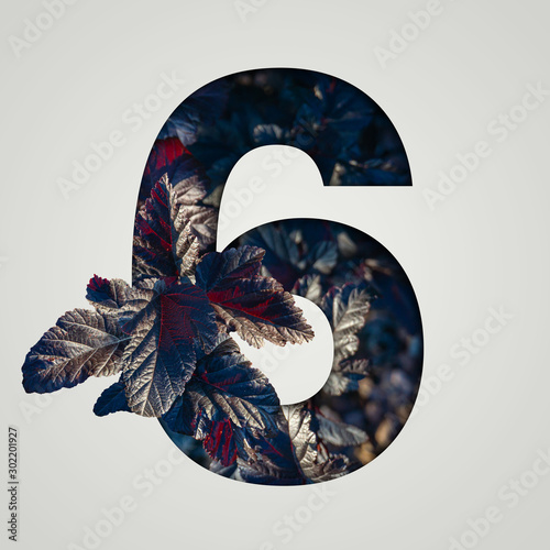 Nature concept. Creative number with autumn and burgundy leaves on a gray background. Creative typography, Chapter in the presentation, template. 6 number six.