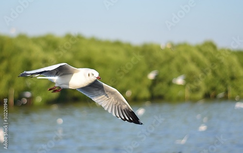 seagull in flight © อัครพล เบ้าทอง