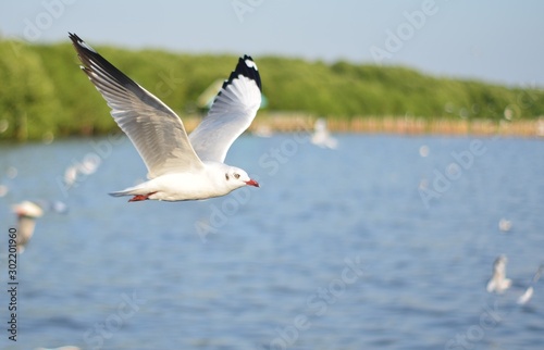 seagull in flight