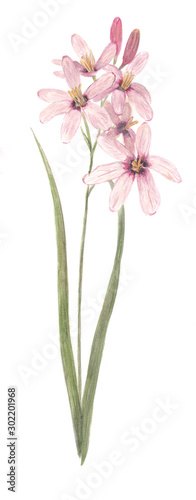 Fototapeta Naklejka Na Ścianę i Meble -  South African Watercolor Flower